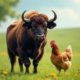 Why are they called buffalo wings