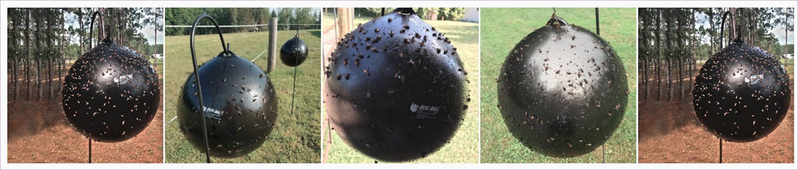 bug ball bug ball